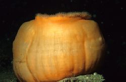 Pumpkin or Plumose?
Sound of Mull.
F90X, 60mm. by Mark Thomas 
